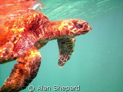 This Hawk Billed Turtle was sick and dying.  I followed i... by Alan Shepard 